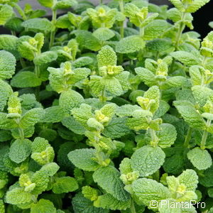 Mentha suaveolens