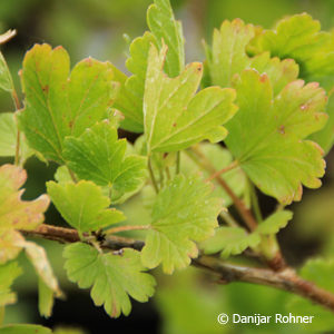 Ribes (Stachelbeere)'Hinnonmaeki Gelb'