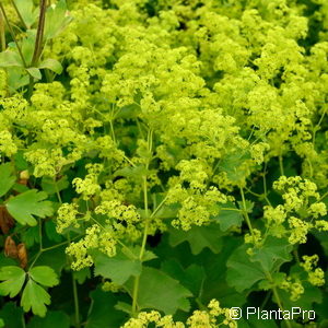 Alchemilla epipsila