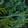 Juniperus horizontalis'Wiltonii'