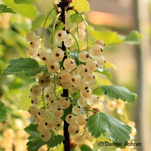 Ribes (Johannisbeere)'Zitavia' weiss