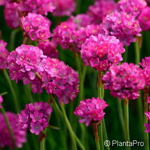 Armeria maritimarot