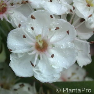 Crataegus lavalleei (x)