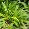 Carex plantaginea