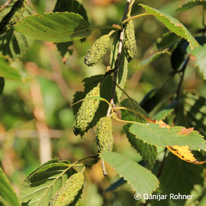 Betula utilis'Doorenbos'