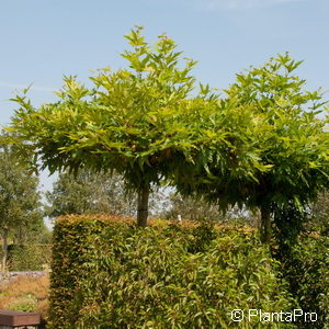 Platanus acerifoliaschirmförmig