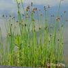 Scirpus lacustris