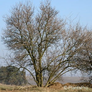 Sambucus nigra