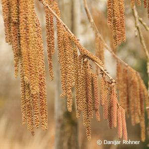 Corylus colurna