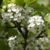 Pyrus calleryana'Chanticleer'