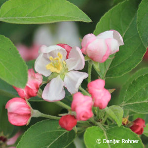 Malus'Golden Hornet'