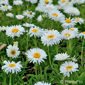 Aster alpinusweiss