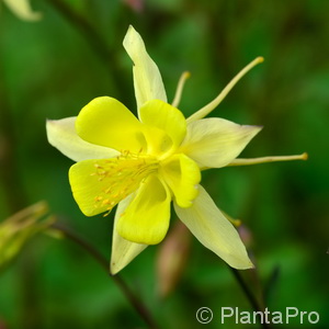 Aquilegia chrysantha'Yellow Queen'