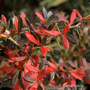 Berberis frikartii (x)'Amstelveen'