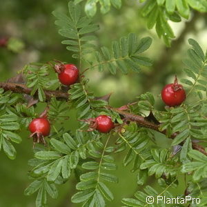 Wildrose Rosa sericeaf. pteracantha