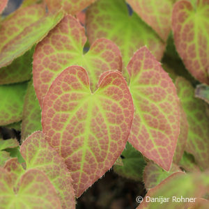 Epimedium perralchicum (x)'Frohnleiten'