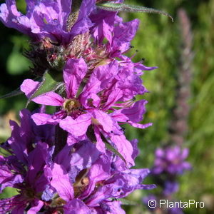 Lythrum salicaria