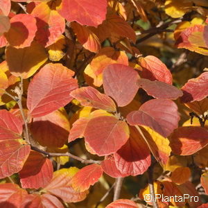 Fothergilla gardenii