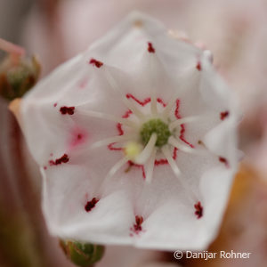 Kalmia latifolia