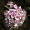 Darmera peltata