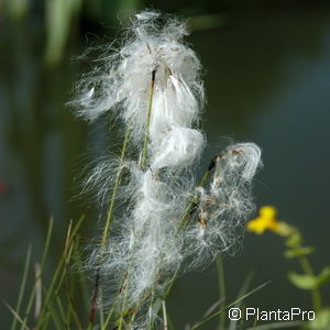 Eriophorum vaginatum