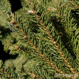 Picea abies'Ohlendorffii'