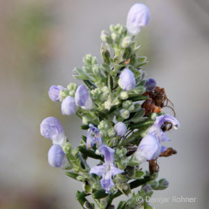 Rosmarinus officinalis