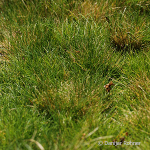 Festuca gautieri