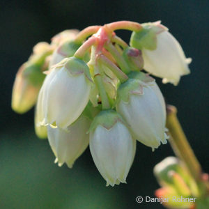 Vaccinium (Kulturheidelbeere)'Goldtraube'