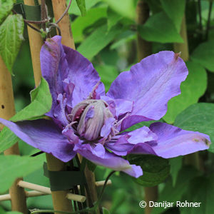 Clematis'Vyvyan Pennell' rot gefüllt