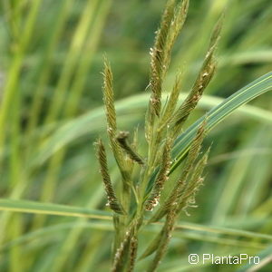 Spartina pectinata'Aureomarginata'