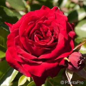 Polyantharose'Niccolo Paganini'