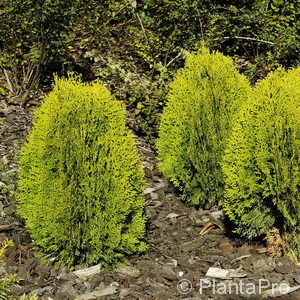 Thuja orientalis'Aurea Nana'