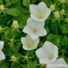 Campanula carpatica'Weisse Clips'