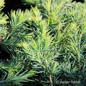 Cedrus deodara'Golden Horizon'