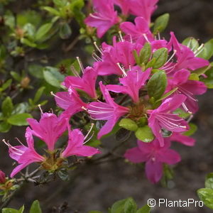 Rhododendron (Japanische Azalee)'Kermesina'