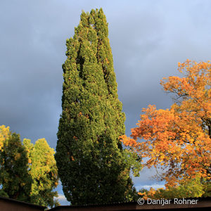 Quercus robur'Fastigiata'