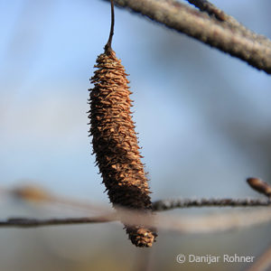 Betula pendula