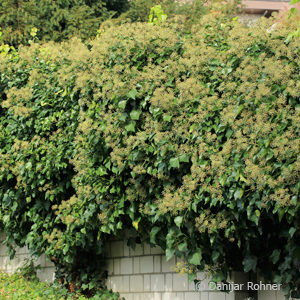 Hedera helix'Arborescens'