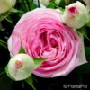 Romanticarose'Eden Rose'