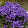 Aster amellus'Veilchenkönigin'