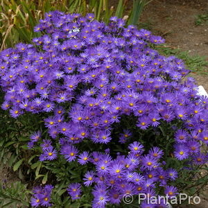 Aster amellus'Veilchenkönigin'