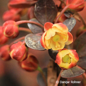 Berberis thunbergii'Atropurpurea Nana'