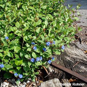 Ceratostigma plumbaginoides