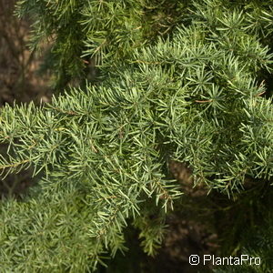 Tsuga mertensiana'Glauca'