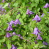 Clematis viticella