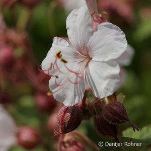 Geranium macrorrhizum'Spessart'