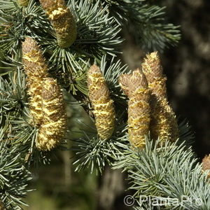 Cedrus libani'Glauca'