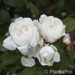 Englische Rose'Winchester Cathedral'