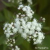 Eupatorium rugosum'Chocolate'